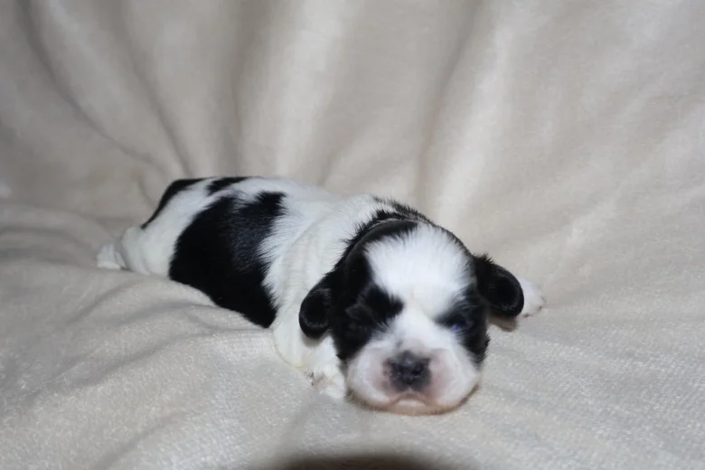 Shih Tzu