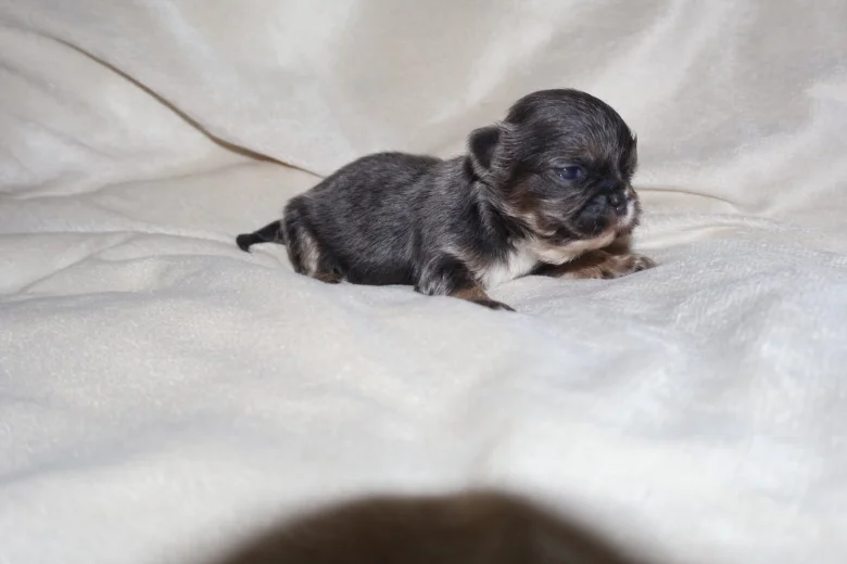 Shih Tzu