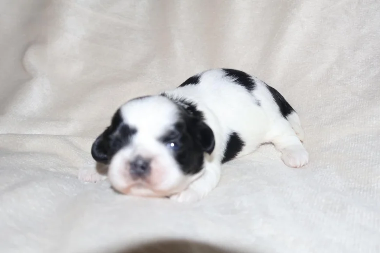 Shih Tzu