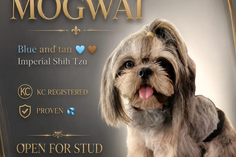 Shih Tzu