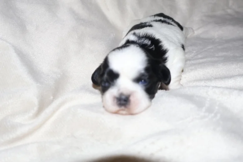 Shih Tzu