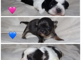 Shih Tzu