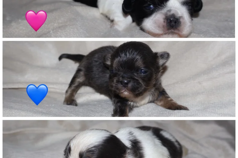 Shih Tzu