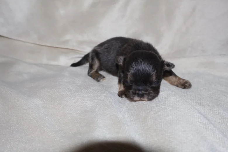 Shih Tzu