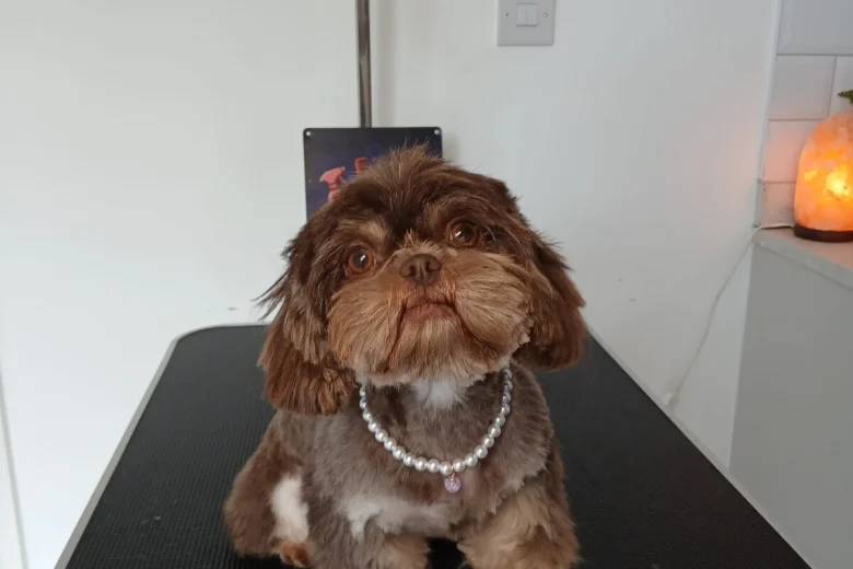 Shih Tzu