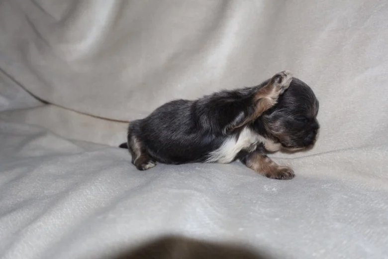 Shih Tzu