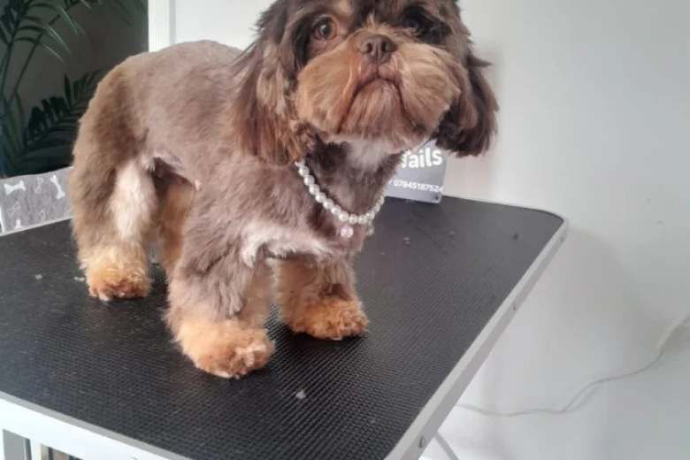 Shih Tzu