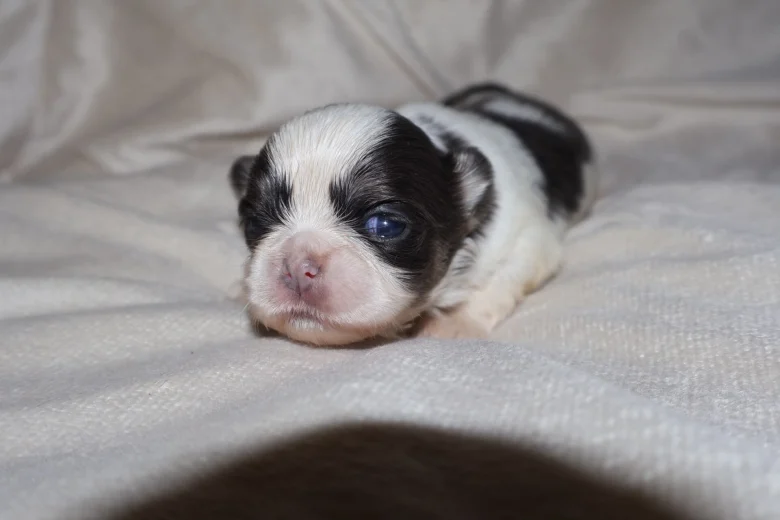 Shih Tzu