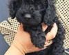 Cockapoo