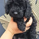Cockapoo