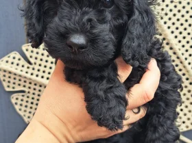 Cockapoo