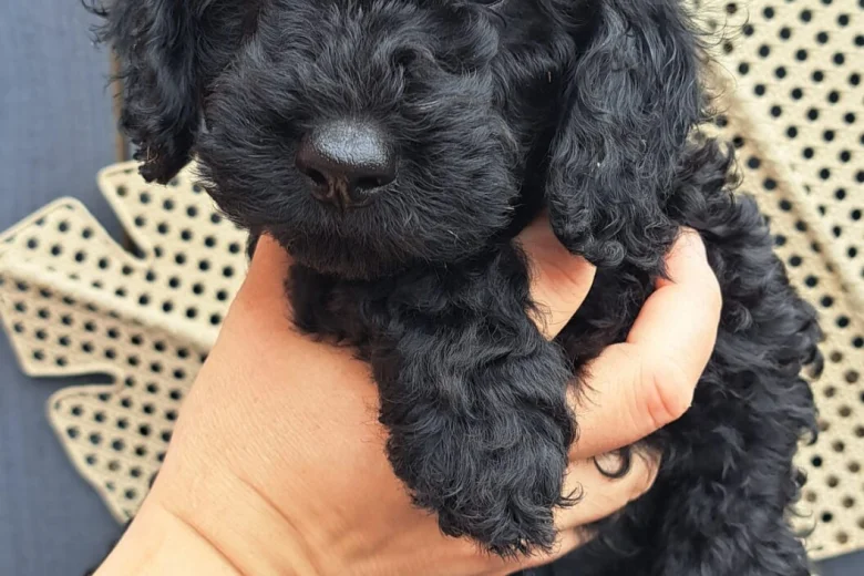 Cockapoo