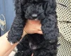 Cockapoo