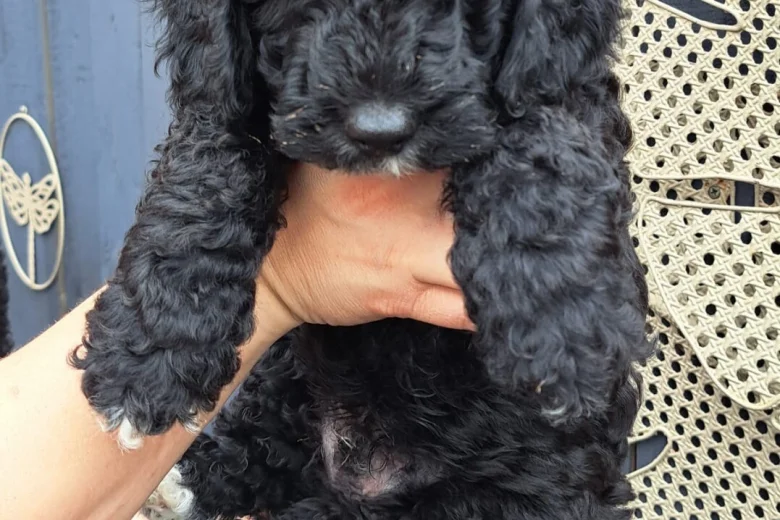 Cockapoo