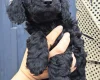 Cockapoo