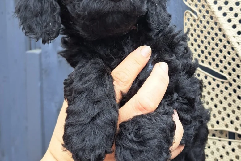 Cockapoo