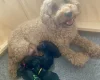 Cockapoo