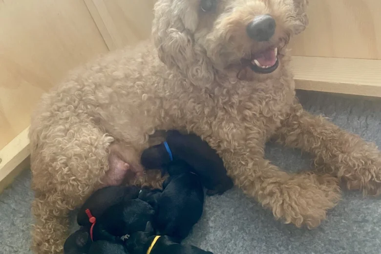 Cockapoo