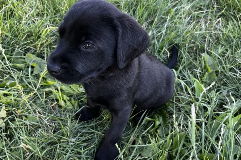 Labrador Retriever
