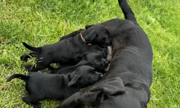 Labrador Retriever