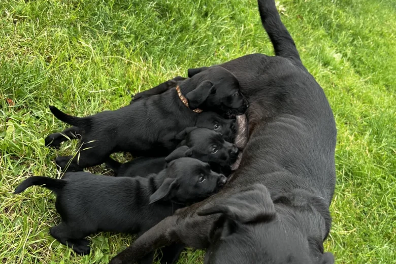 Labrador Retriever