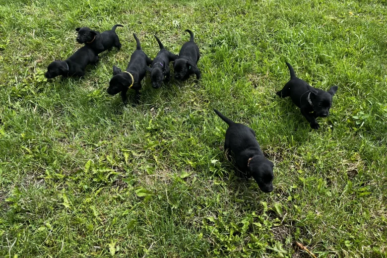 Labrador Retriever