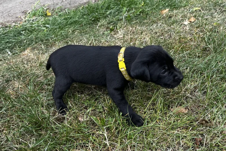 Labrador Retriever