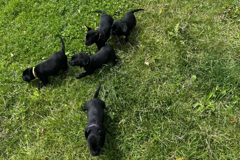 Labrador Retriever