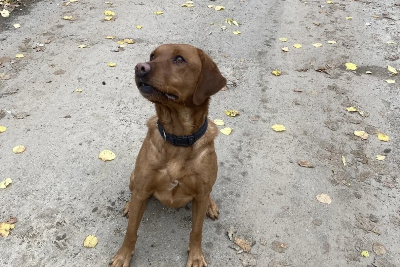 Labrador Retriever