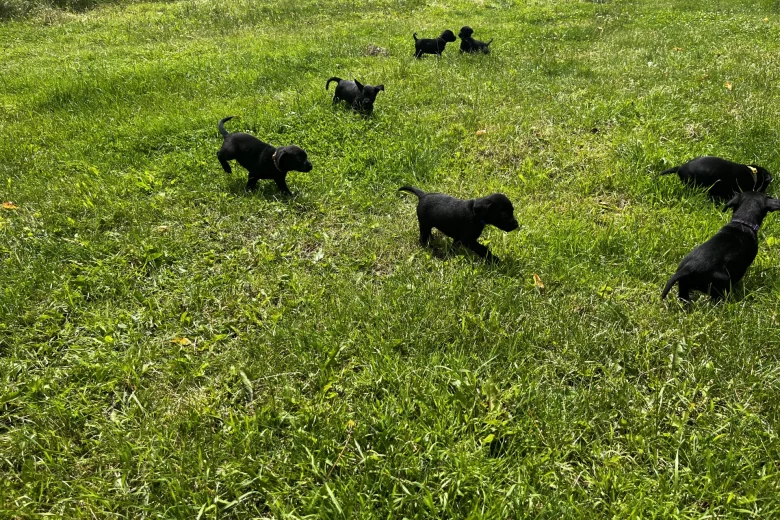 Labrador Retriever