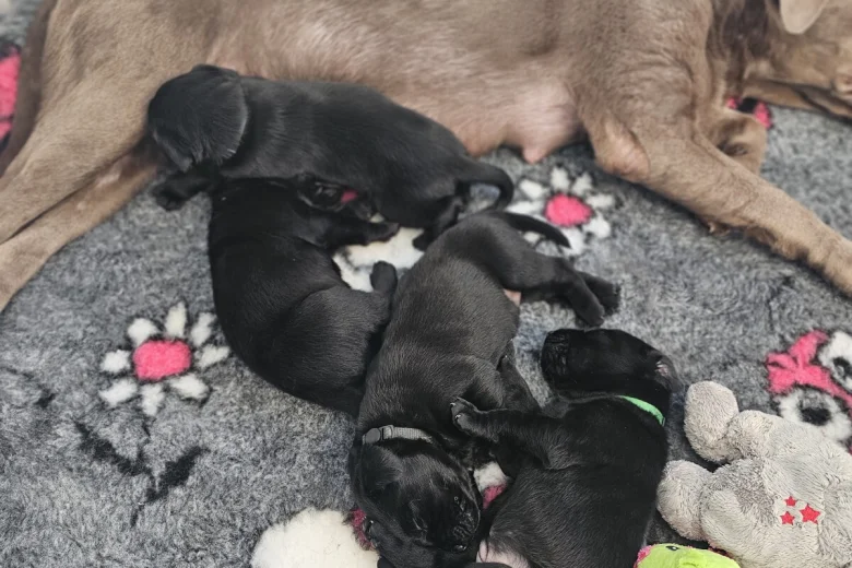 Labrador Retriever