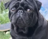Pug