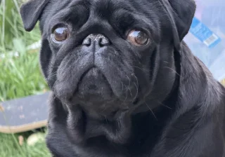 Stud