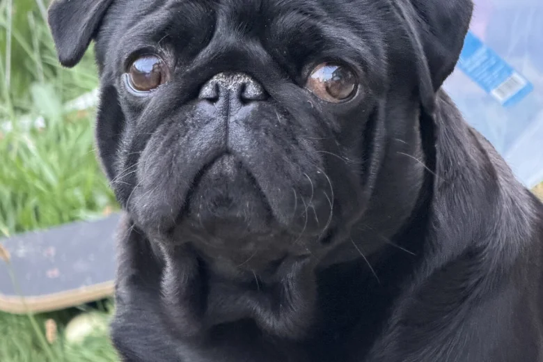 Pug
