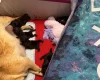 Pug