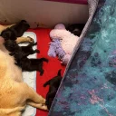 Pug