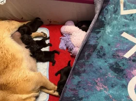 Pug