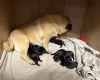 Pug