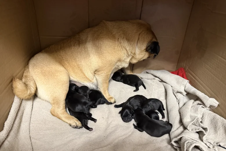Pug