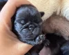 Pug