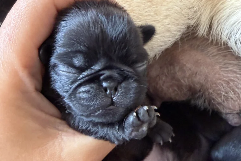 Pug