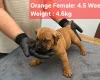Boerboel