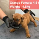 Boerboel