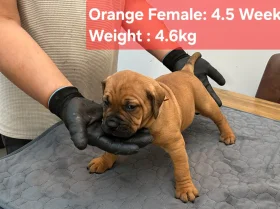Boerboel