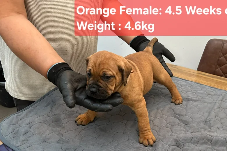 Boerboel