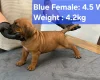 Boerboel