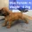Boerboel