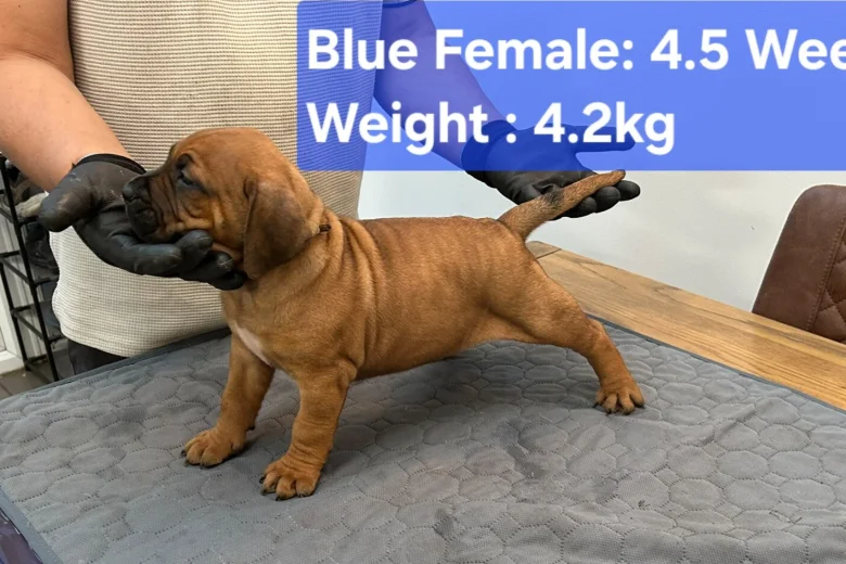 Boerboel