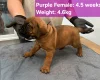Boerboel