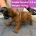 Boerboel
